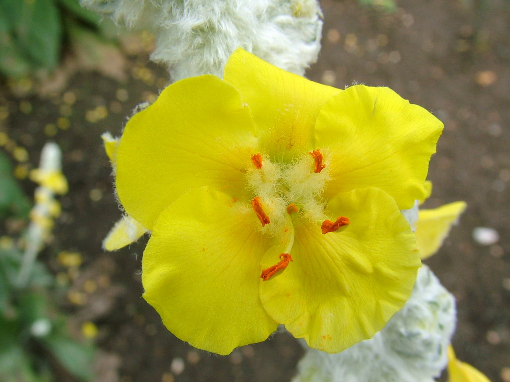 Broussa mullein