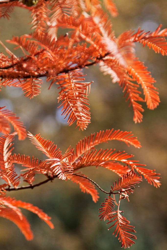 dawn redwood