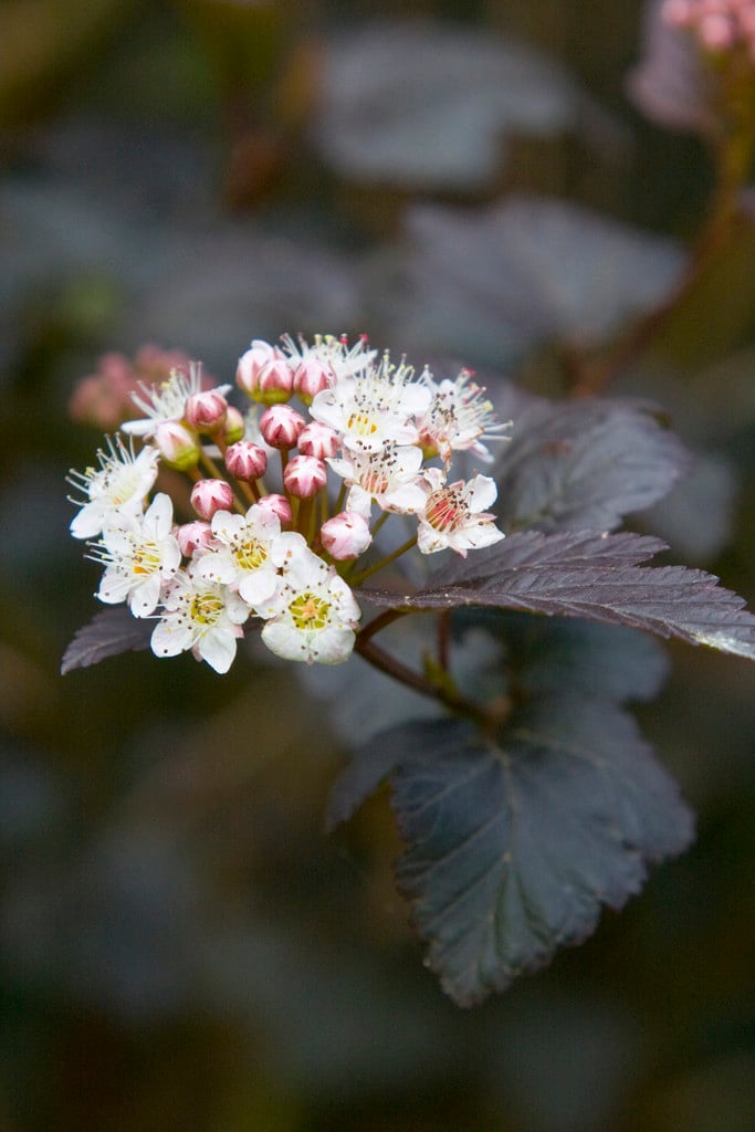 ninebark 'Diabolo'
