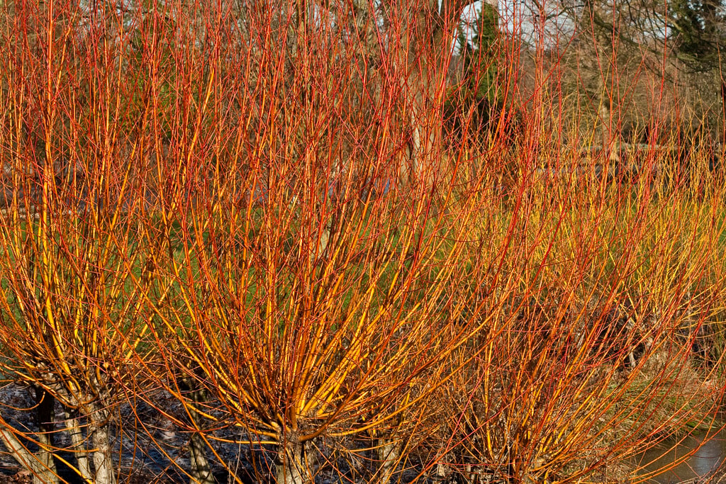 Salix alba var. vitellina 'Yelverton' | golden willow 'Yelverton'/RHS ...