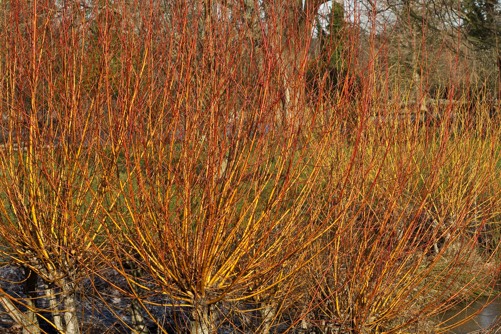 golden willow 'Yelverton'
