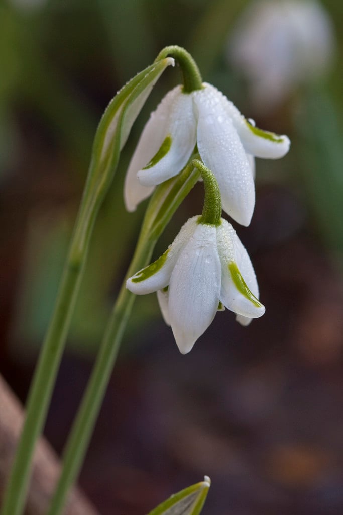 snowdrop 'Hippolyta'