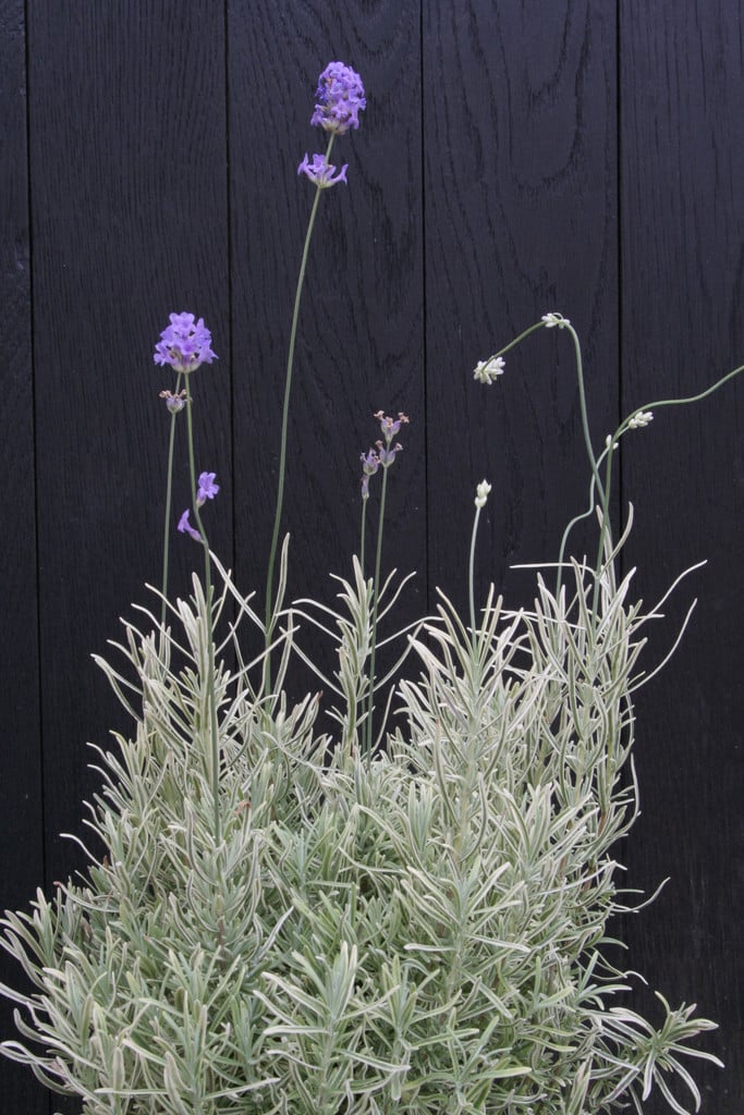 English lavender [Garden Beauty]