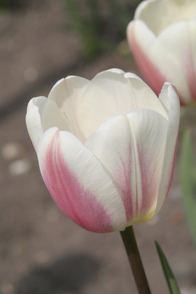 tulip 'Beau Monde'