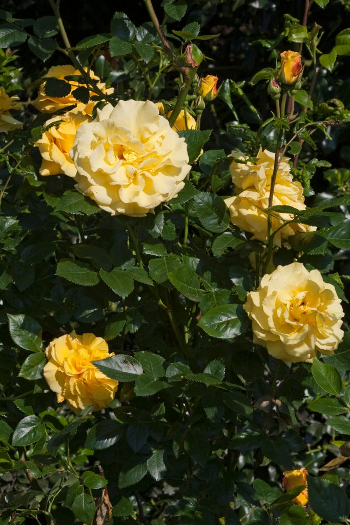 rose [Lichtkönigin Lucia]