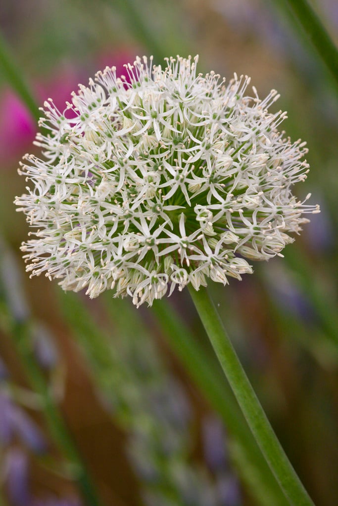 allium 'Mount Everest'