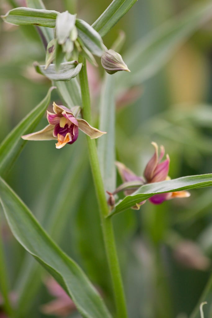 broad-leaved helleborine