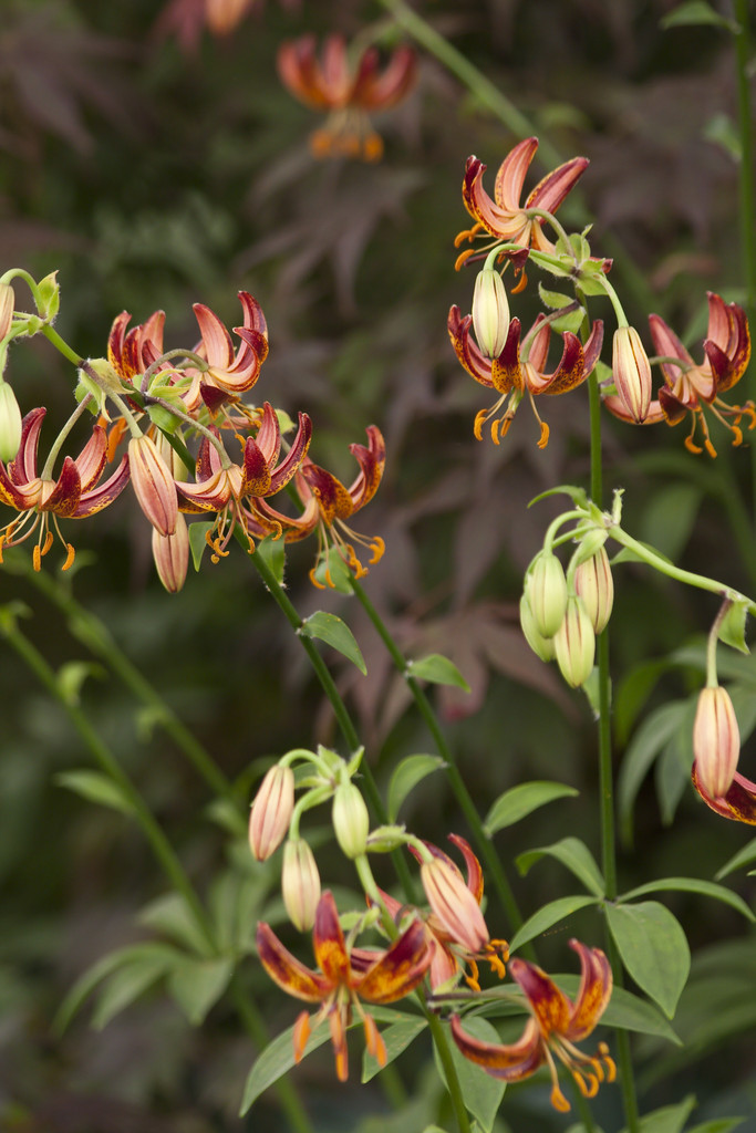 lily 'Arabian Knight'