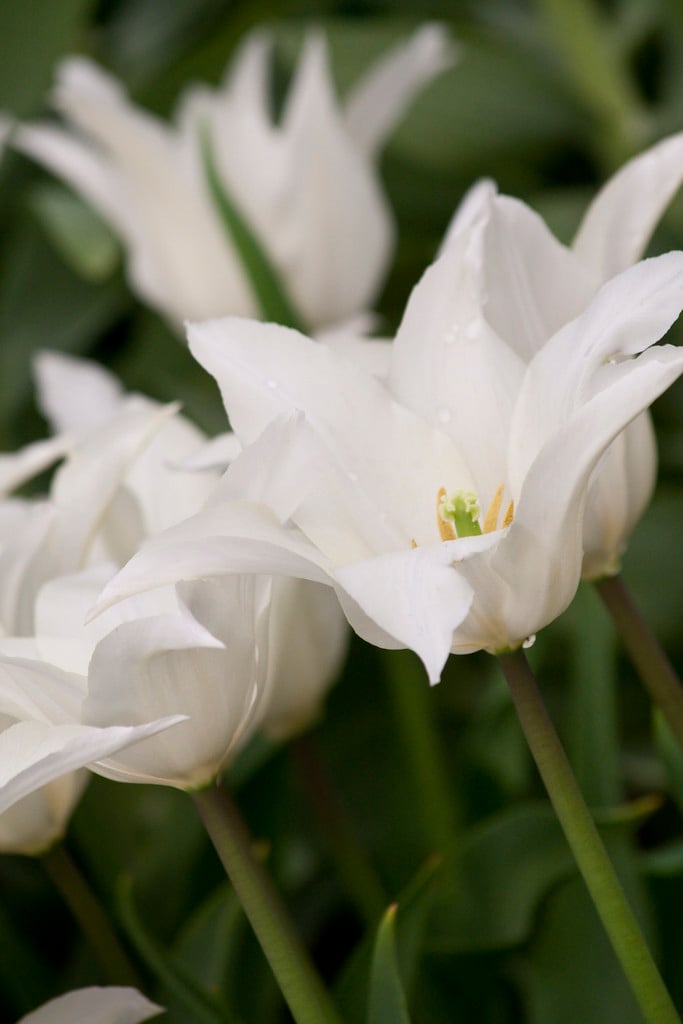 tulip 'Très Chic'