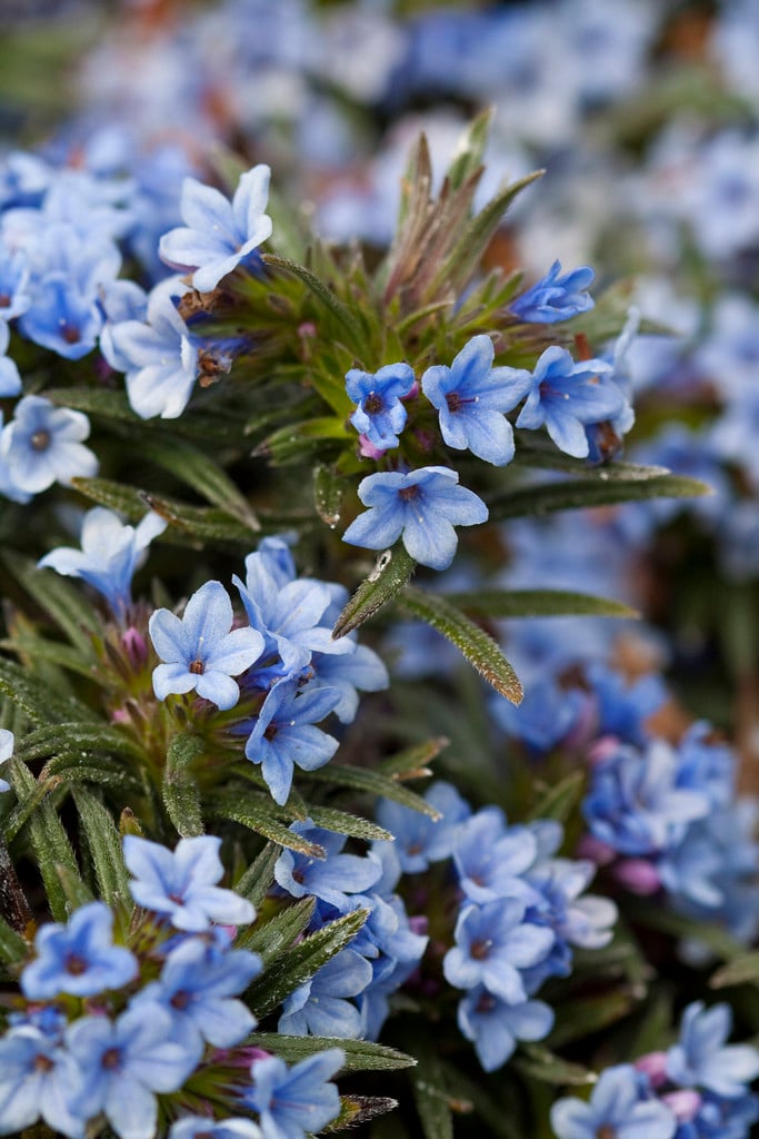Zahn's gromwell