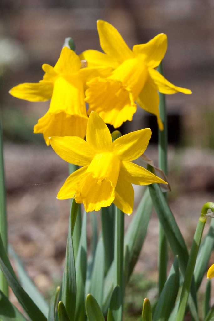 daffodil 'Small Talk'