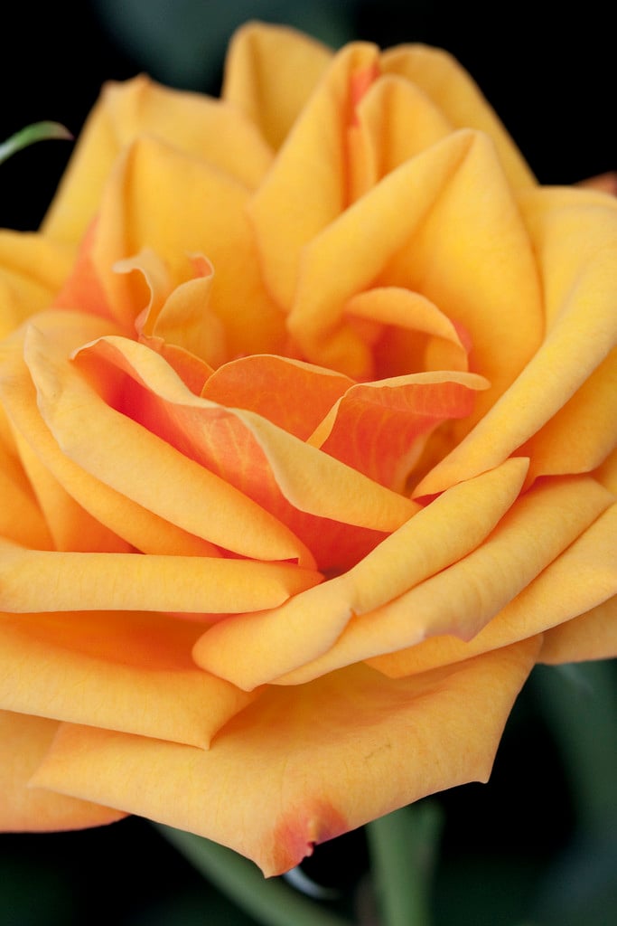 rose [Sunfire]