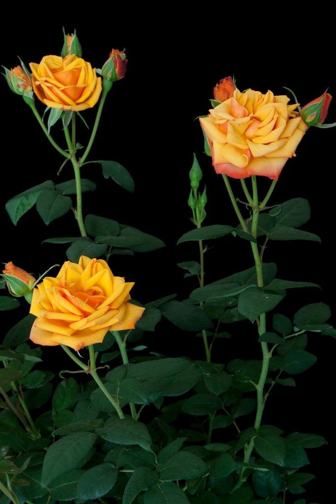 rose [Sunfire]
