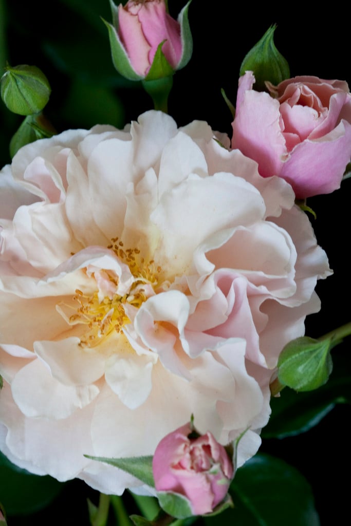 rose [Twiggy's Rose]