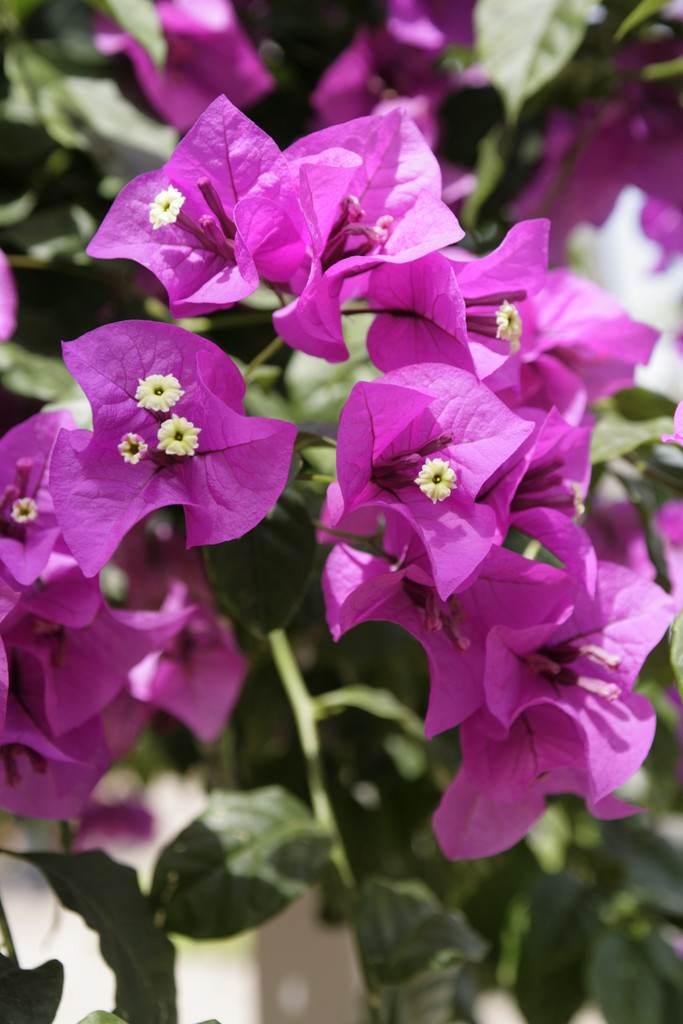 Rhs Advice Tips On Garden Indoor Plants Plant Finder Selector Rhs Gardening