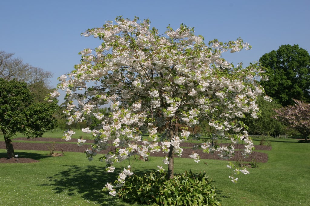 cherry 'Shōgetsu'