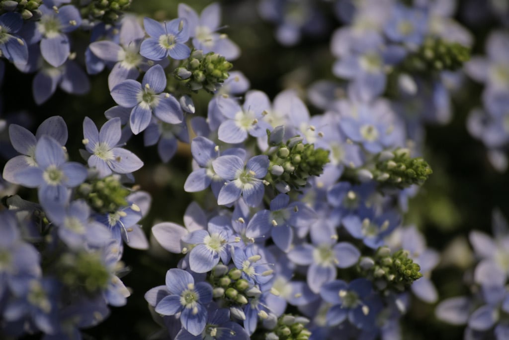 Veronica oltensis thyme leaf speedwell Alpine Rockery/RHS Gardening