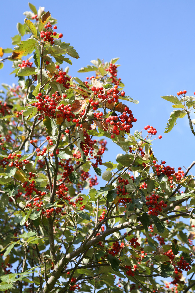 Swedish whitebeam
