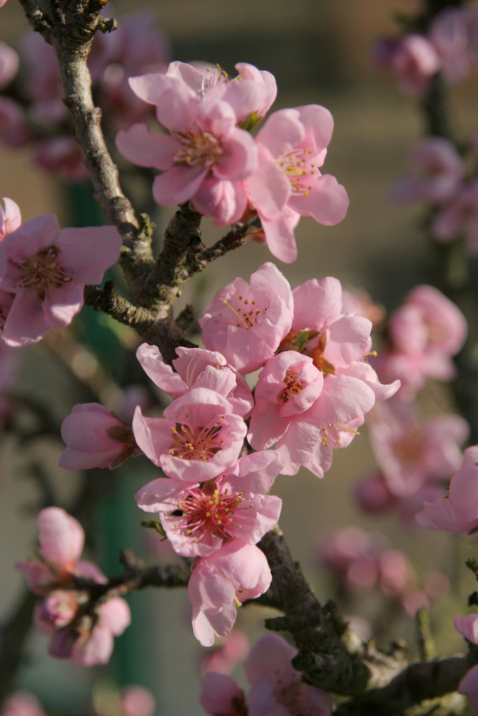 peach 'Bonanza'