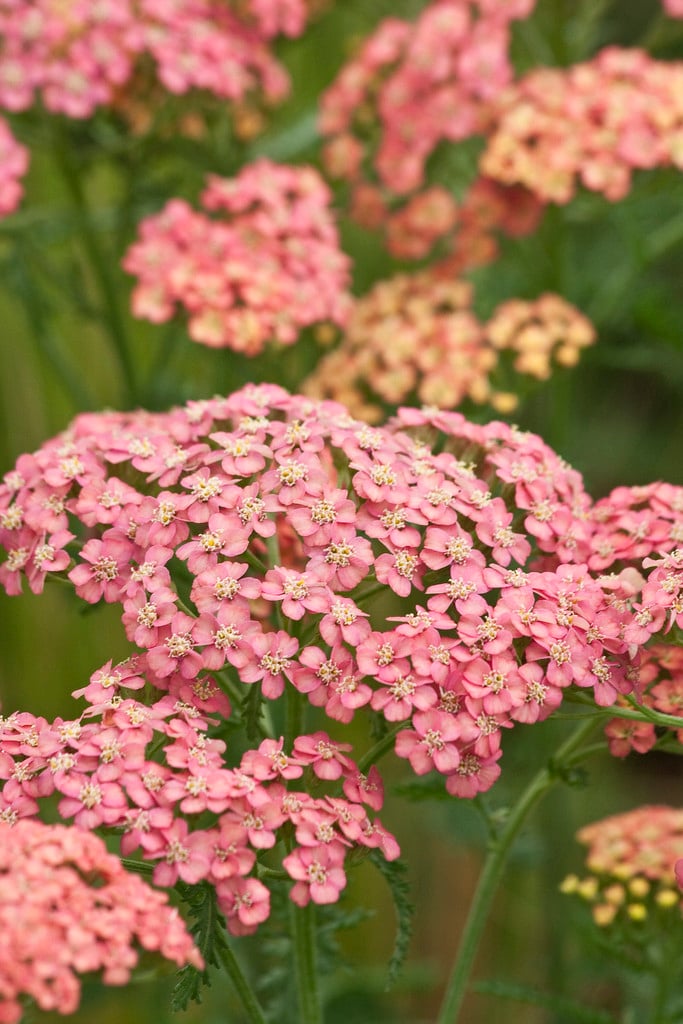yarrow 'Apricot Delight'