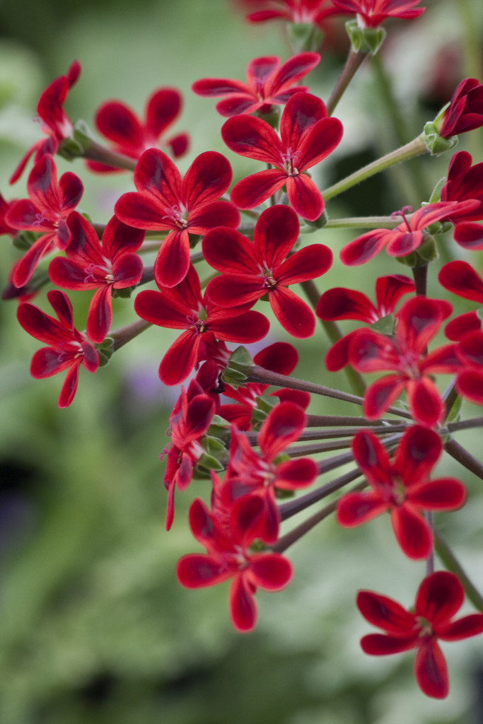 geranium 'Ardens'