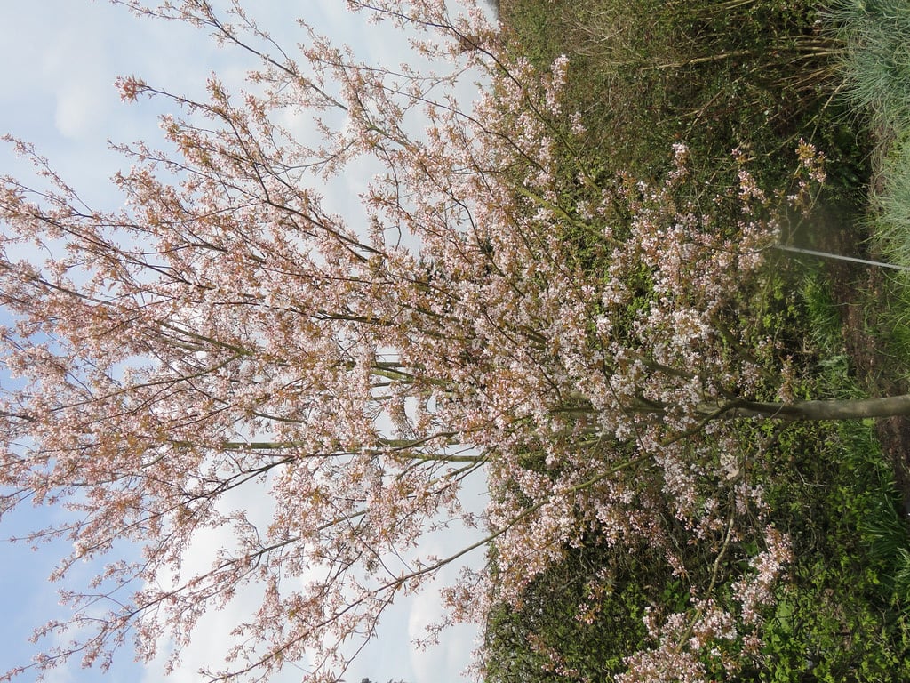 serviceberry 'Robin Hill'
