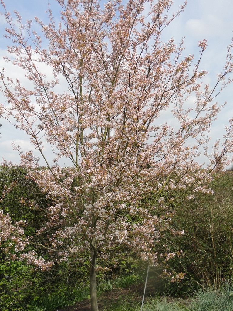 serviceberry 'Robin Hill'