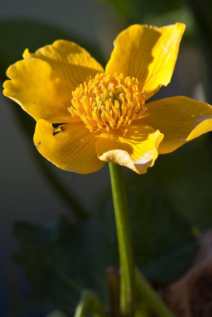 giant marsh marigold