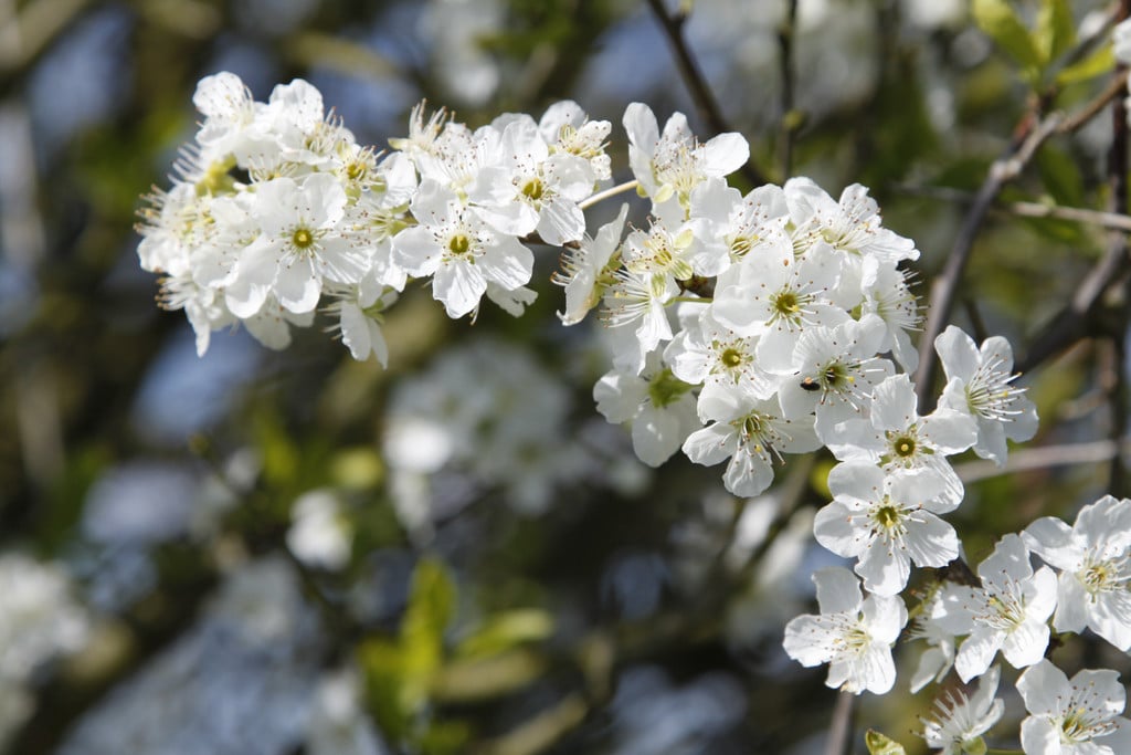 Prunus cerasifera (F) | cherry plum Fruit Edible/RHS Gardening