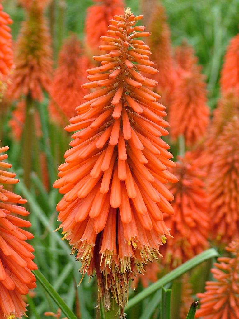 Kniphofia 'Coral Flame' | red-hot poker 'Coral Flame'/RHS Gardening