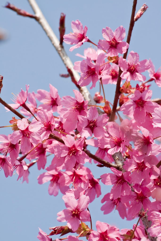 cherry 'Collingwood Ingram'