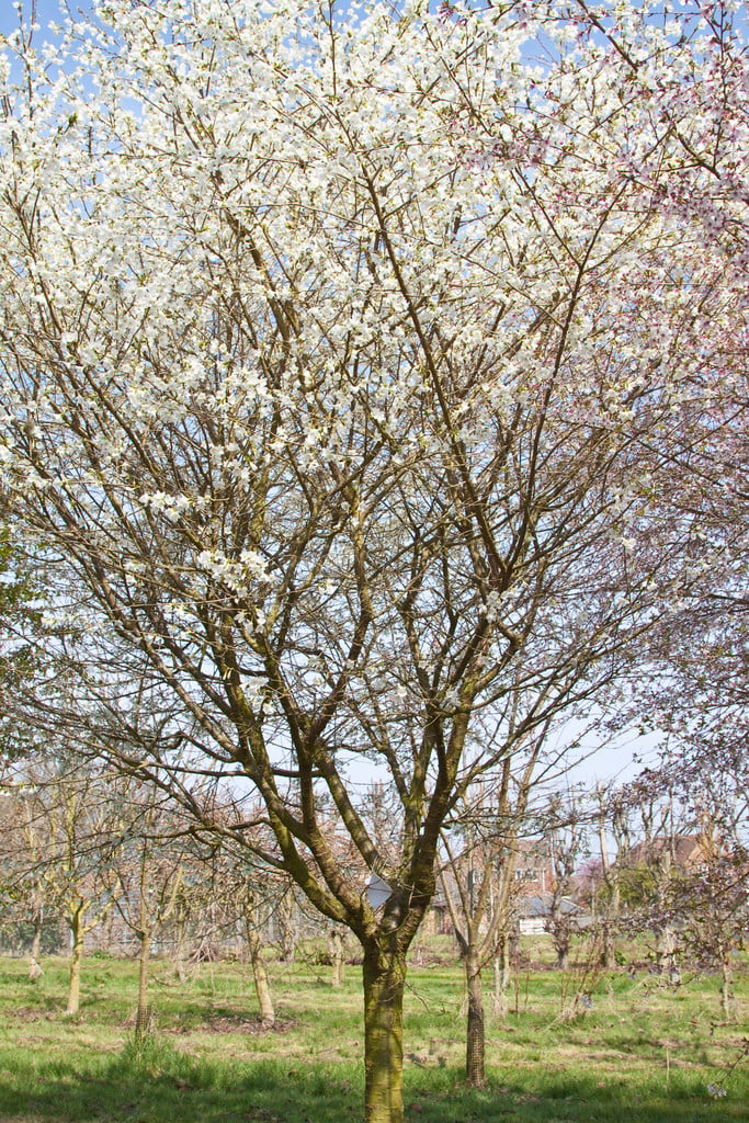 Prunus incisa f. yamadei | /RHS Gardening