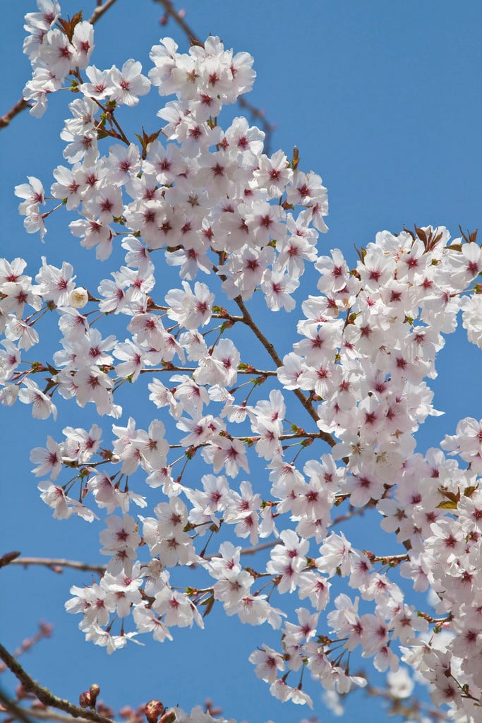 Prunus &The Bride& | cherry &The Bride& Trees/RHS Gardening