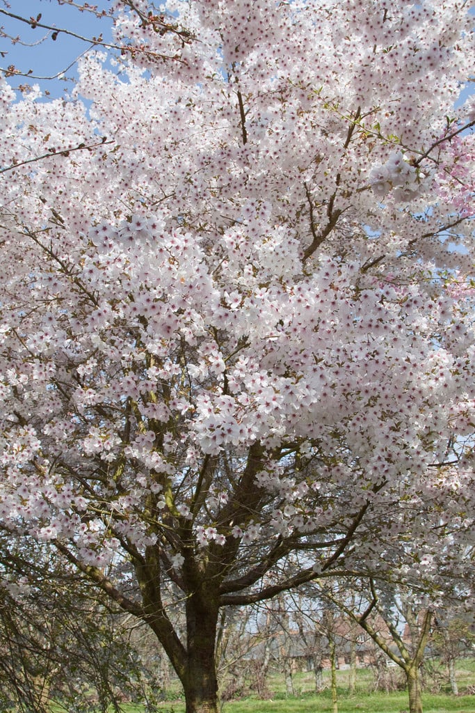 cherry 'The Bride'