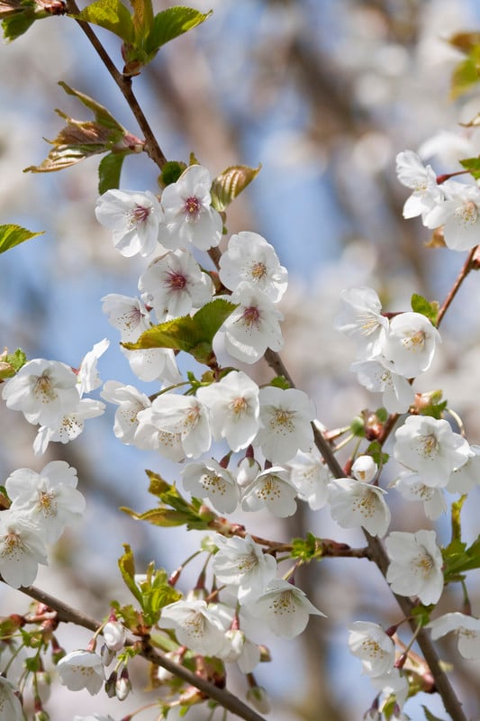 Prunus 'Umineko' | cherry 'Umineko'/RHS Gardening