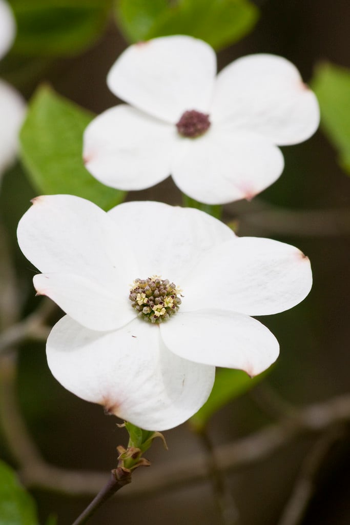 dogwood 'Ormonde'
