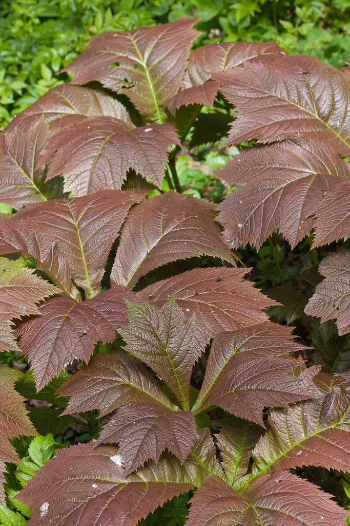 Rodgers' bronze-leaf