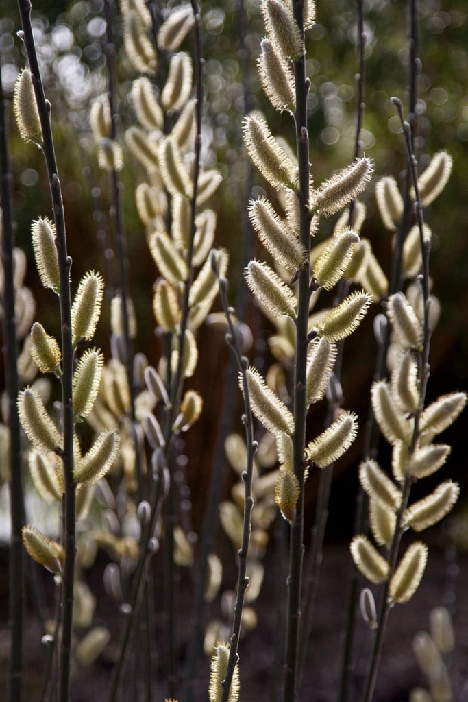 coastal willow