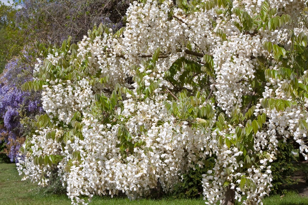 silky wisteria