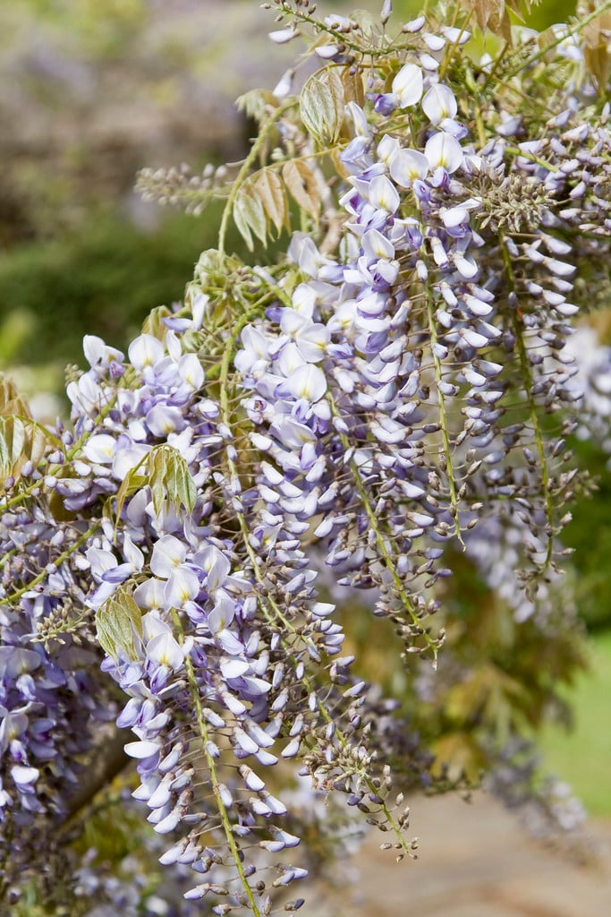 wisteria 'Caroline'