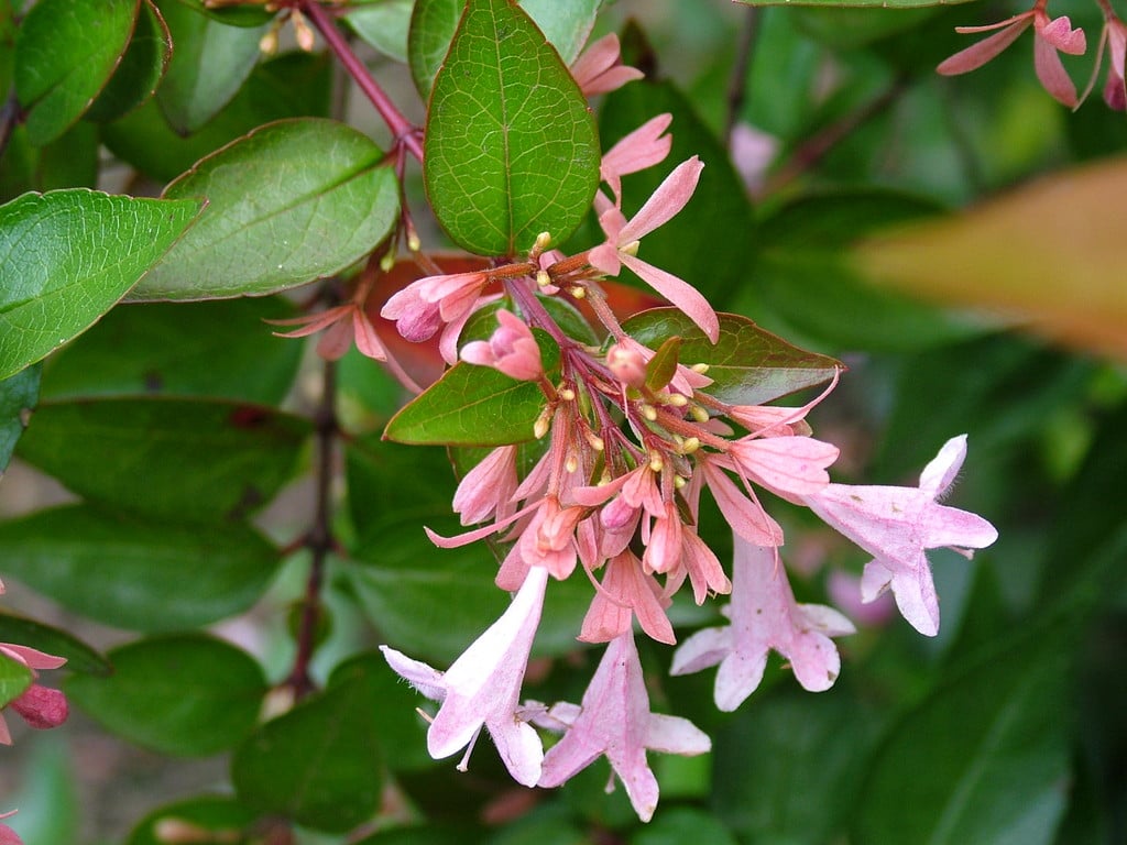 abelia 'Canyon Creek'