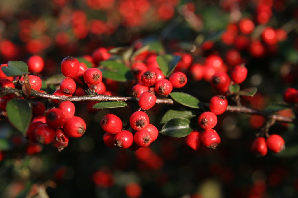 Diels' cotoneaster