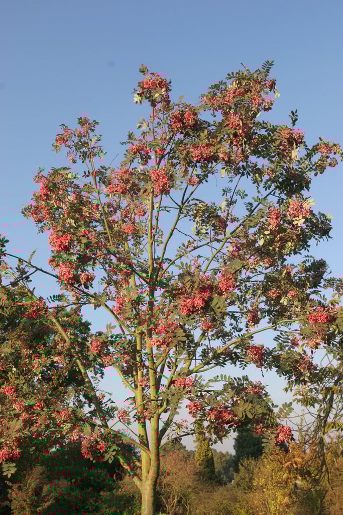 Sorbus Hupehensis Rosea