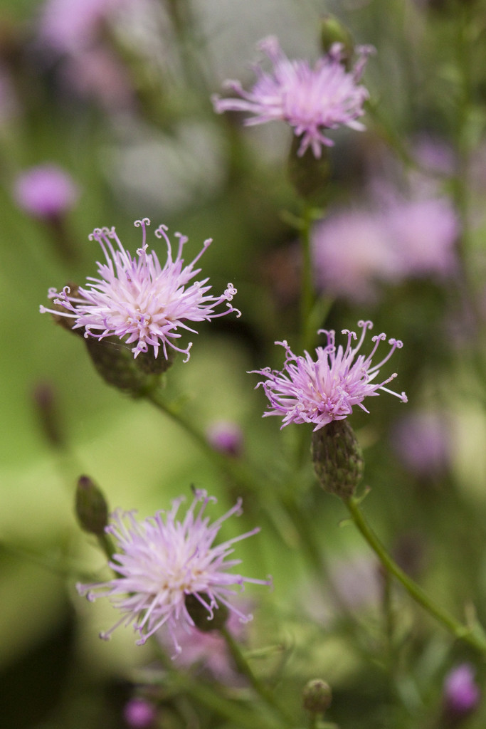 Plant image