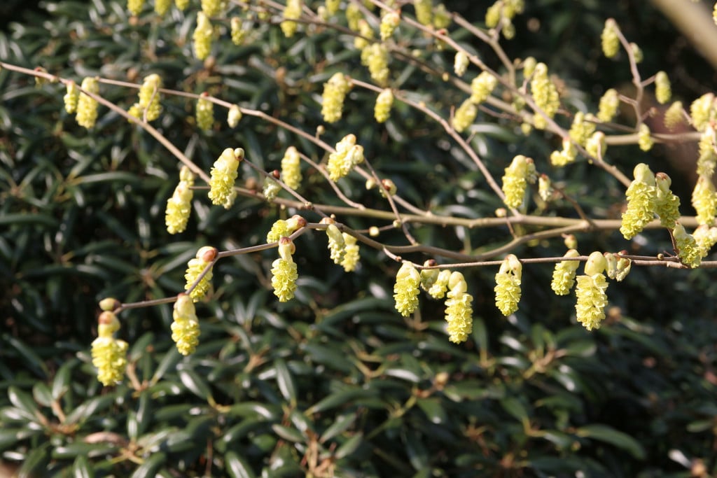 <em>Corylopsis</em> <em>glabrescens</em> var. <em>gotoana</em>
