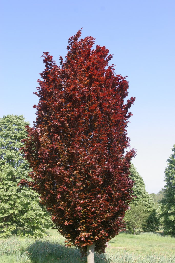 Fagus Sylvatica Andred Obeliskand Beech Androhan Obeliskand Trees Rhs Gardening