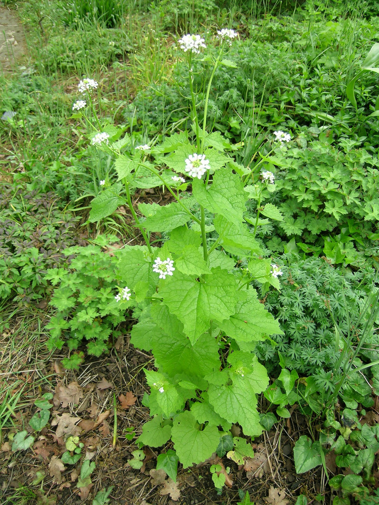 garlic mustard