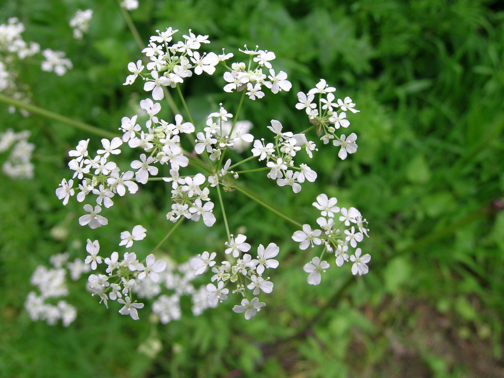 cow parsley