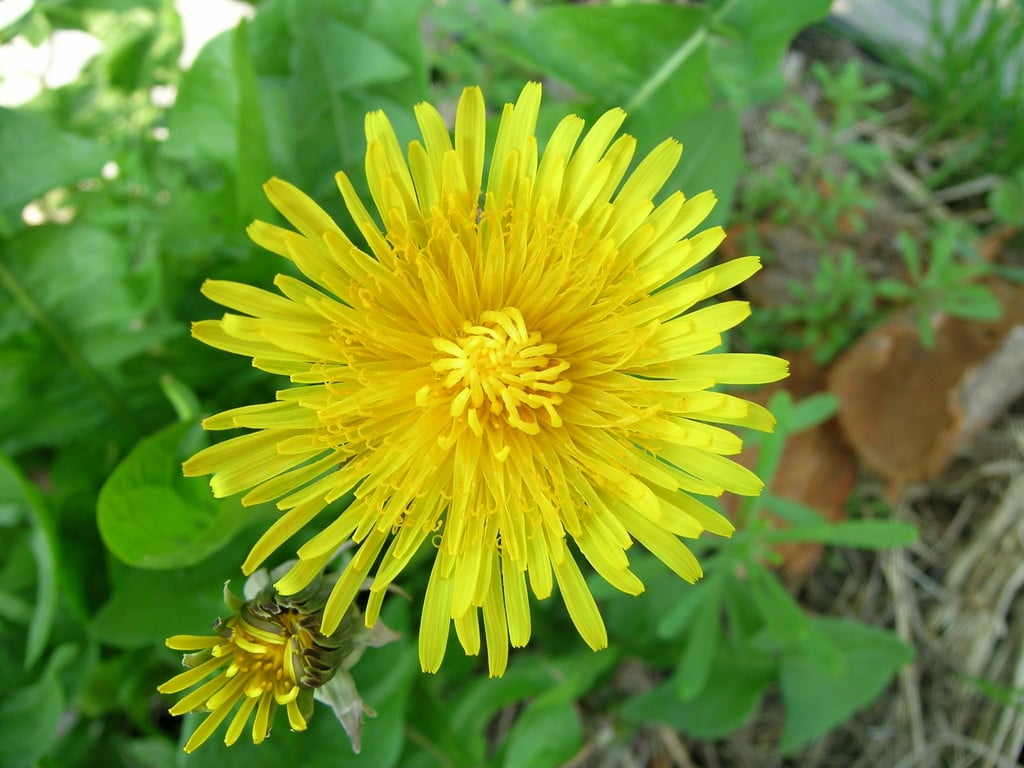 Taraxacum officinale agg. | dandelion /RHS Gardening