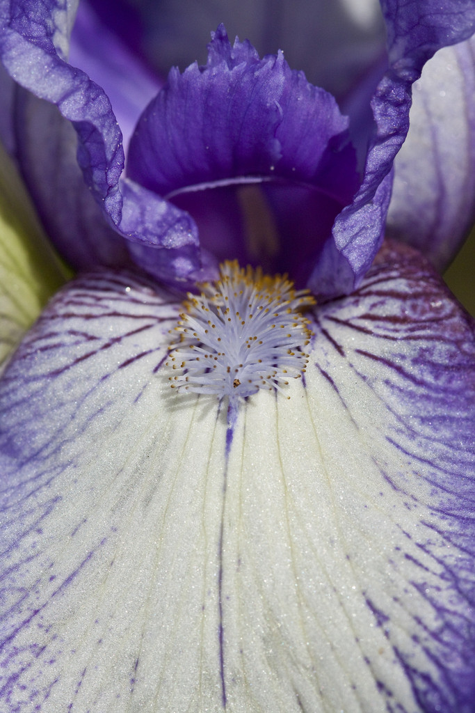 iris 'Arctic Fancy'